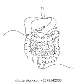 Continuous single line of intestine bowel colon human biology internal organ medical sketch drawing editable stroke vector illustration
