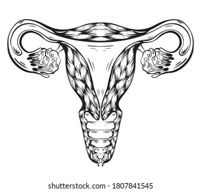 Contour anatomical sketch of the uterus. Healthy female body. Woman power. Uterus with tube and ovaries. Vector illustration for articles, banners, cards and your design.