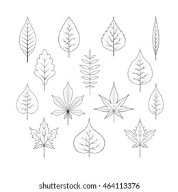 the contour of the autumn leaves on white isolated background in vector EPS 10