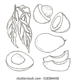 Contour avocado pieces set isolated on white background as design element, vector illustration