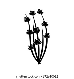 contour beauty herb plant with organic ingredients