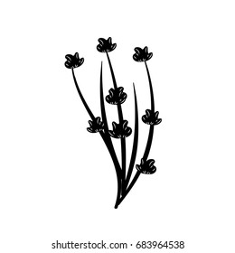 contour beauty herb plant with organic ingredients