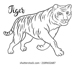 Contour bengal tiger sketch with hand lettering. Line art vector illustration of tiger. Chinese Zodiac animals concept