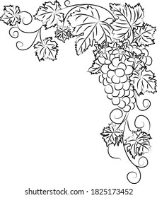 Contour black and white drawing of a vine with a bunch of grapes and flowers. Linear grapevine vector illustration isolated on white background. Clipart for coloring page