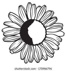 Contour black and white image chamomile flower