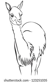 The contour black-and-white image of the guanaco