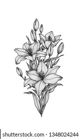 Contour of blooming lily isolated on white background. White lily flower. Wedding romantic bouquet.