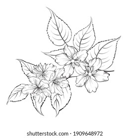 Contour of blooming sakura isolated over white background. White cherry flower.