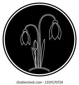 The contour of a bouquet of snowdrops on a black background, early signs of spring, the awakening of nature