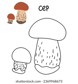 Contour and color drawing of an edible mushroom cep with names for coloring. Isolated vector flat illustration. Edible mushrooms in forests, large and small, study, play, creativity on white