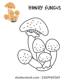 Contour and color drawing of an edible mushroom honey fungus with names for coloring. Isolated vector flat illustration. Edible mushrooms in forests, large and small, study, play, creativity on white