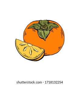 Contour color sketch of a whole persimmon and a piece with hatching on a white background. Healthy natural food. Vector outline illustration for menus, recipes and your creativity.