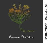 Contour Common Dandelion Colored with Vibrant Gradient Placed on Square Dark Grey Background. Herbal with Latin Name Taraxacum officinale Colored with Gradient.Label for Traditional Medicine.