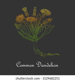 Contour Common Dandelion Colored with Vibrant Gradient Placed on Square Dark Grey Background. Herbal with Latin Name Taraxacum officinale Colored with Gradient.Label for Traditional Medicine.