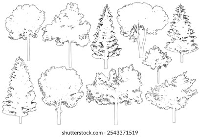 Contour of coniferous trees, pine, cypress. Vector illustration