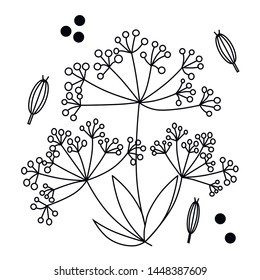 Contour d'aneth inflorescences for the design of labels, packaging, products, cosmetics, bio-products,cookbooks.