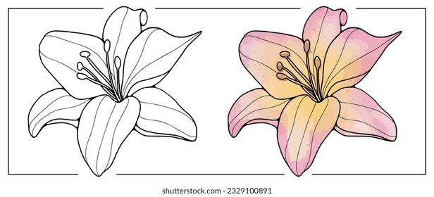 The contour of a delicate lily flower on a white background. Pink lily flower on a white background. Background for coloring books, decor, item designs, presentations