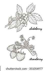Contour, design element, leaves, twigs, berries, flowers, strawberry, chokeberry, botanical illustration, vector, art, abstract, coloring book, plant 