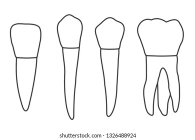 Contour of different white teeth. Vector illustration.