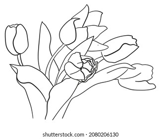 Contour drawing of a bouquet of tulips on a white background