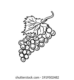 contour drawing of a bunch of grapes, vector illustration isolated on white background, wine label