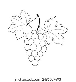 Contour drawing of bunch of grapes, wine label, icon, logo. Isolated on white background.