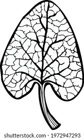 Contour drawing burdock leaf doodle