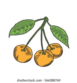 Contour drawing of cherry. isolated cherry white,  Vector illustration 