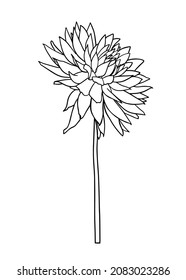 Contour drawing of a dahlia flower. Vector isolated clipart. Minimal monochrome hand-drawn botanical design.