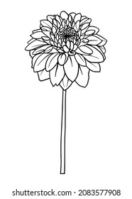 Contour drawing of a dahlia flower. Vector isolated clipart. Minimal monochrome hand-drawn botanical design.