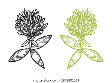 contour drawing of doodle clover in black and green colors without internal color