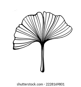 Contour drawing. Ginkgo Biloba leaf as design element. Hand drawn sketch style. Line art. Ink drawing. Isolated. Vector illustration on white.