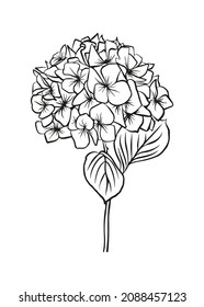 Contour drawing of a hydrangea branch. Vector isolated clipart. Minimal monochrome hand-drawn botanical design.