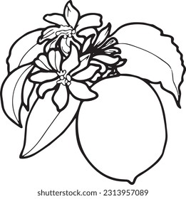 Contour drawing of lemon with leaves and flowers. EPS botanical graphics illustration for stickers, patterns, wrapping paper,
 postcards, design, fabric, prints on clothes, embroidery.
