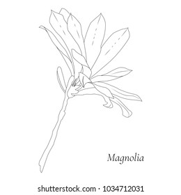 Contour drawing of Magnolia flower. Vector illustration on a white background.