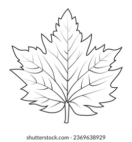 Contour drawing of a maple leaf. Autumn leaf