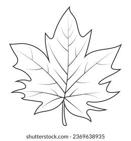Contour drawing of a maple leaf. Autumn leaf