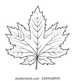 Contour drawing of a maple leaf. Autumn leaf