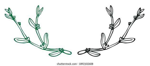 Contour drawing of the medicinal plant highlander
bird highlander