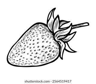 Contour drawing of one ripe strawberry, vector illustration isolated on white