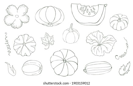 Dibujo de las calabazas. Ilustración vectorial de las verduras otoñales. Colección de elementos aislados sobre fondo blanco