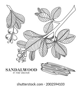 Sandalwood Drawing High Res Stock Images Shutterstock