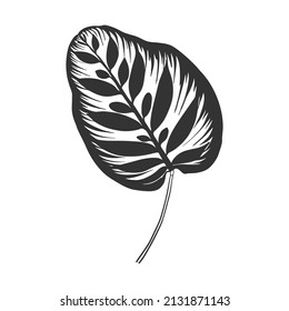 Contour drawing of a tropical plant. Calathea makoyana Leaf. Doodle style.