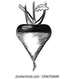 Contour drawing of a vegetable on a white background. Sketch. Drawing with a pencil on paper. Beets, radishes. Vector. Isolated object.