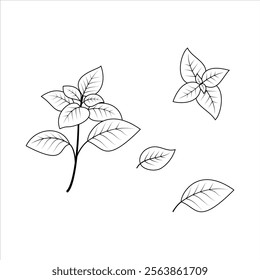 Contour drawings of basil leaves and sprigs on white background. Black and white vector illustration, elements for design, sketch natural ornament.