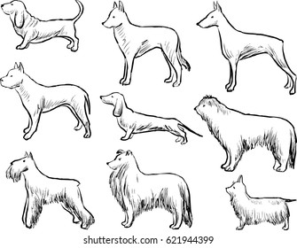 contour drawings of the different dogs