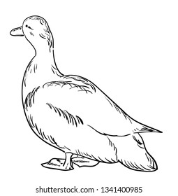 Contour of a duck standing in a half turn. Vector illustration, sketch, coloring page.