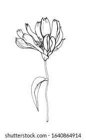 Contour flower chicory, branch and leaf. Isolated on white background. Hand drawn. Doodle style. For floral design, greeting card, invitations, coloring book. Vector stock illustration.