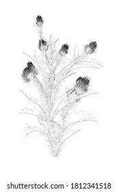 Contorno de flores con hojas afiladas de líneas negras aisladas en fondo blanco. Ilustración del vector