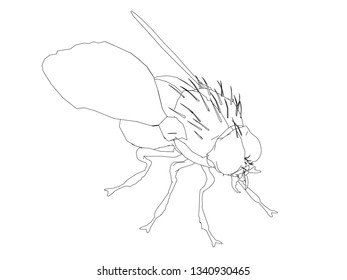 Contour of the fly. Isometric view. Vector illustration